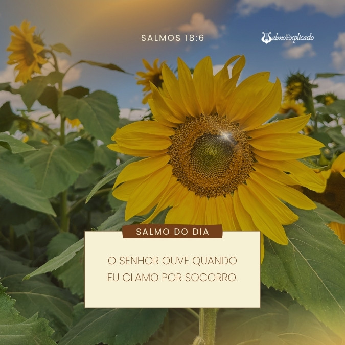 salmo de bom para whatsaap com girasol